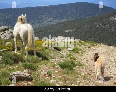 A white horse on a hill with dogs walking around under the sunlight in the countryside Stock Photo