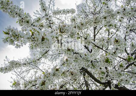 Horizontal banner with sakura flowers of on sunny backdrop. Beautiful nature spring background with a branch of blooming sakura. Stock Photo