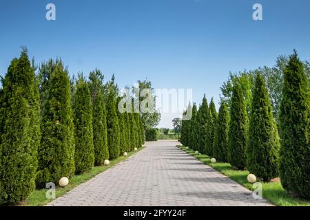 Alley with thujas against the background of a clear blue sky. Stock Photo