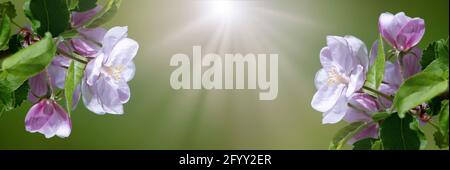 Floral background of apple blossom, place for copy space, sunbeams on blurred background Stock Photo