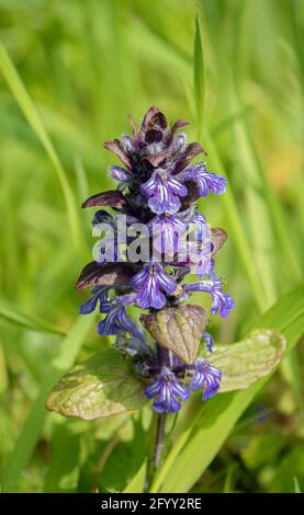 close up of a colorful blue bugle (Ajuga reptans) flower in early summer Stock Photo