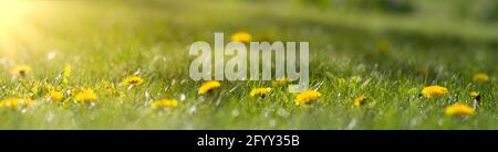 Panorama of blurred yellow dandelion flowers on green lawn. Bright spring background with sunbeams Stock Photo