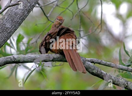 Brown Cuckoo-dove (Macropygia phasianella) female perched in tree preening wing south-east Queensland, Australia      January Stock Photo