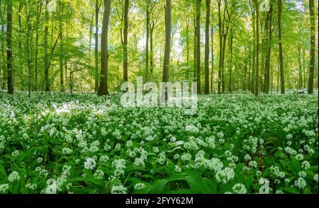 A Beechwood forest full of wild garlic flowers Stock Photo