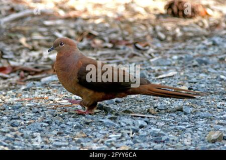 Brown Cuckoo-dove (Macropygia phasianella) adult walking on the ground south-east Queensland, Australia      January Stock Photo