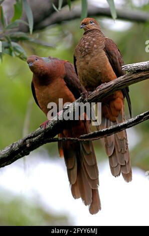 Brown Cuckoo-dove (Macropygia phasianella) pair perched in tree south-east Queensland, Australia      January Stock Photo