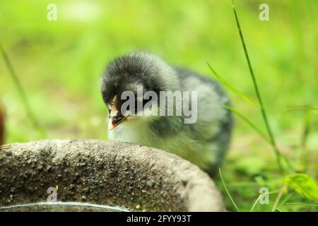 A one day old baby chicken sitting in the grass Stock Photo