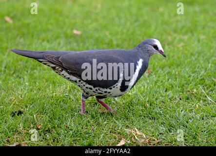 Wonga Pigeon (Leucosarcia melanoleuca) adult walking on grass Lamington NP, Queensland, Australia        February Stock Photo