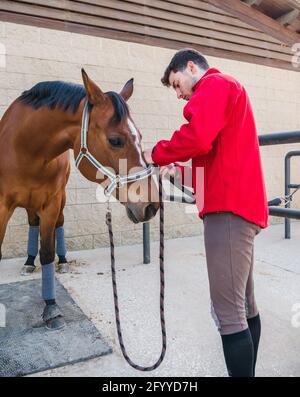 Young unshaven guy in red jacket putting bridle to horse in stable on sunny day in countryside Stock Photo