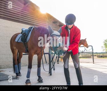 Young unshaven guy in red jacket putting bridle to horse in stable on sunny day in countryside Stock Photo