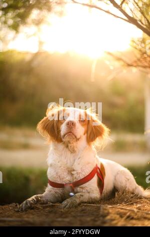 Epagneul Breton puppy in harness lying on ground under tree lightened by sunlight Stock Photo
