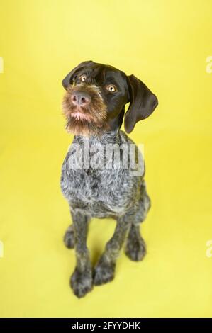 Playful German Shorthaired Pointer dog sitting in yellow studio looking at camera Stock Photo