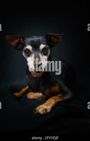 Obedient Miniature Pinscher dog sitting on black textile and looking at camera in dark studio Stock Photo