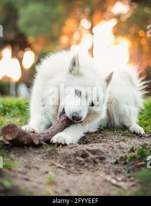 Full body happy playful White Swiss Shepherd dog lying and playing with stick on grass in summer park and looking at camera Stock Photo