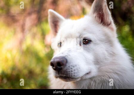 White Swiss Shepherd dog sitting on grass in summer park and looking away Stock Photo