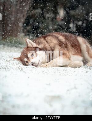 Adorable fluffy Siberian Husky lying peacefully on snowy ground in forest during snowfall Stock Photo