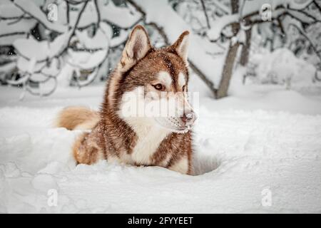 Adorable fluffy Siberian Husky lying peacefully on snowy ground in forest during snowfall Stock Photo