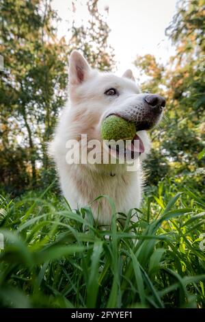 Adorable playful White Swiss Shepherd playing with tennis ball while standing in grassy lush park Stock Photo