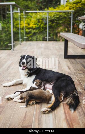 Purebred dog with open mouth feeding adorable puppies while lying on terrace in summer Stock Photo