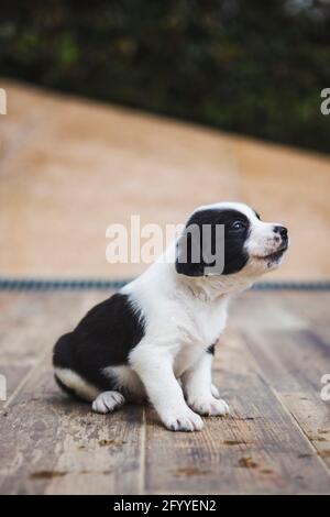 Adorable purebred puppy with black and white fur having fun on wooden floor Stock Photo
