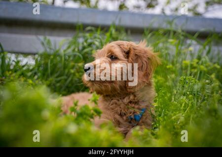 golden doodle dog in the grass Stock Photo