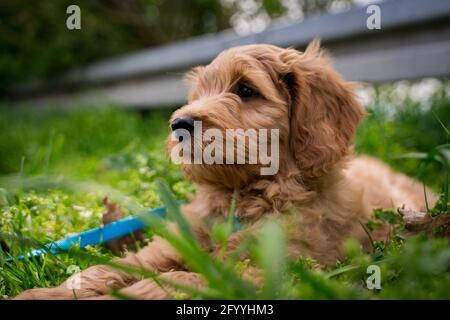 fluffy puppy in the grass Stock Photo