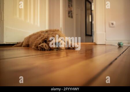 puppy sleeping on the floor Stock Photo