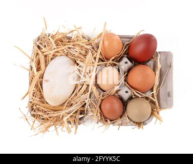 eggs of various sizes and colors with straw on a white background Stock ...