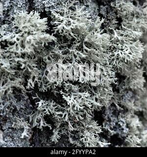 Evernia prunastri gray lichen on a tree trunk Stock Photo