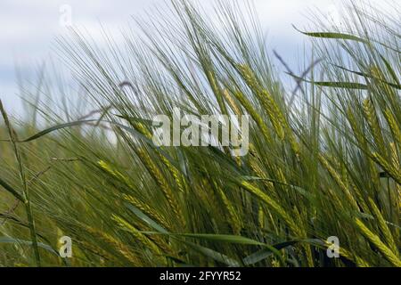 Green wheat field on a sunny day with blue sky. Stock Photo