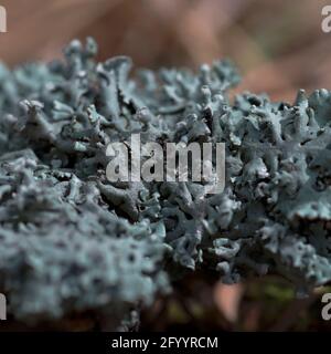 Lichen Hypogymnia physodes on a tree branch.  Stock Photo