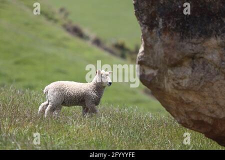 Coopworthschaf / Coopworth sheep / Ovis Stock Photo