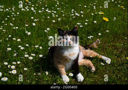 Calico cat with tri-color coat lying on the grass with dandelions and daisies. Stock Photo