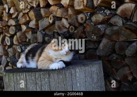 Calico cat with tri-color coat is lying on a wooden block, behind a ridge of firewood. Stock Photo