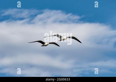 two seagulls soaring in the Mediterranean sea with a blue sky with white clouds in the background in Vinaros, Castellón, Spain, Europe Stock Photo