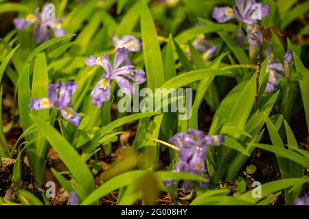 Rain Drops Cling to Crested Dwarf Iris In Spring along the Beard Cane Trail in Great Smoky Mountains National Park Stock Photo