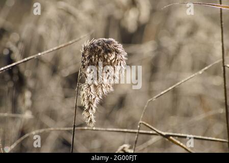 Common Reed (Phragmites australis) covered in frost growing in Snowy River NSW Australia Stock Photo