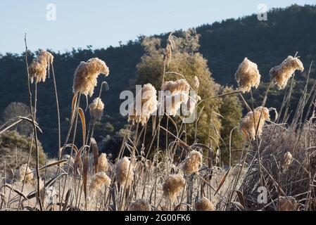 Common Reed (Phragmites australis) covered in frost growing in Snowy River NSW Australia Stock Photo