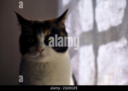 Calico cat with a grumpy face Stock Photo