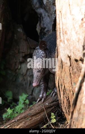 Foraging nine-banded armadillo Dasypus novemcinctus in the woods of Naples, Florida Stock Photo