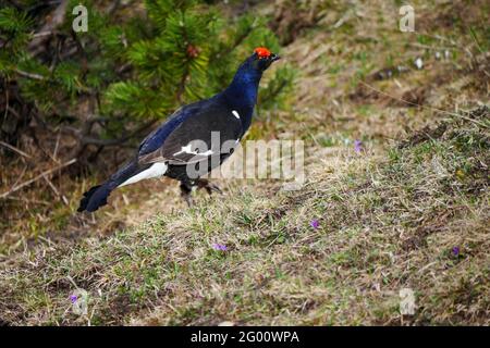 male black grouse (Lyrurus tetrix) in spring, seen at Berchtesgaden national park, Bavaria, Germany