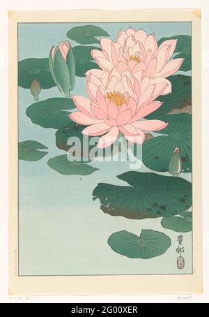 Flowering water lily. Pink water lilies. Two blooming, three in the button. Stock Photo