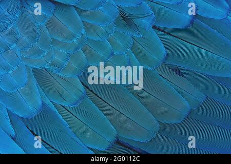 Close-up Colorful blue feather pattern, luxury pattern Stock Photo