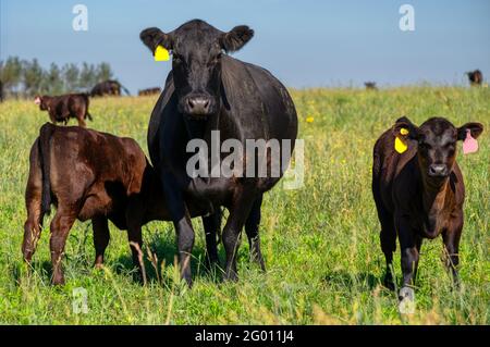 A black angus cow and calf graze on a green meadow. Stock Photo