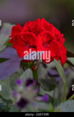 Close up of Red Geranium Flower,  (Pelargonium x hortorum) Stock Photo