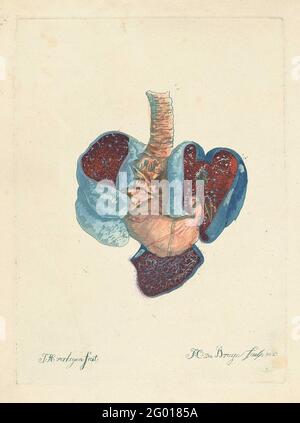 Anatomy of the lungs and stomach. Print with anatomical data from the lungs and stomach. Stock Photo