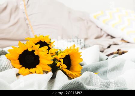 Beautiful authentic yellow sunflowers bouquet in bed Stock Photo