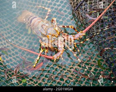 Close up Painted spiny lobster climbing on the net in the fish cage and lobster farm in the south of Thailand. Stock Photo