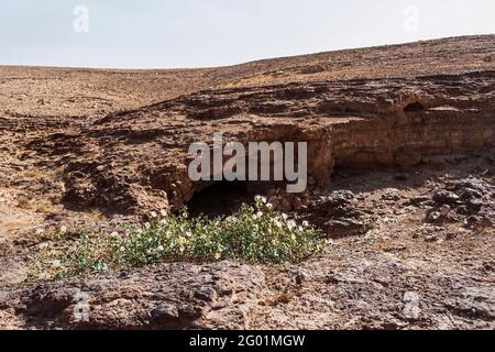 thorny caper bush Capparis spinosa in bloom on a chert cliff in the Negev desert in Israel with a pale blue sky in the background Stock Photo