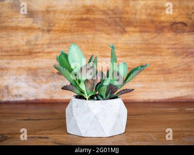 Green succulent plant, Kalanchoe Hybrid in geometric concrete pot on wooden background. Stock Photo